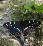 Pokłonnik osinowiec (Limenitis populi)