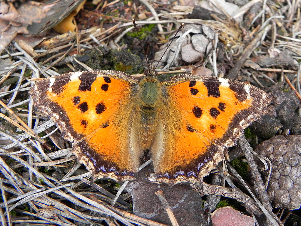 Rusałka drzewoszek (Nymphalis xanthomelas)