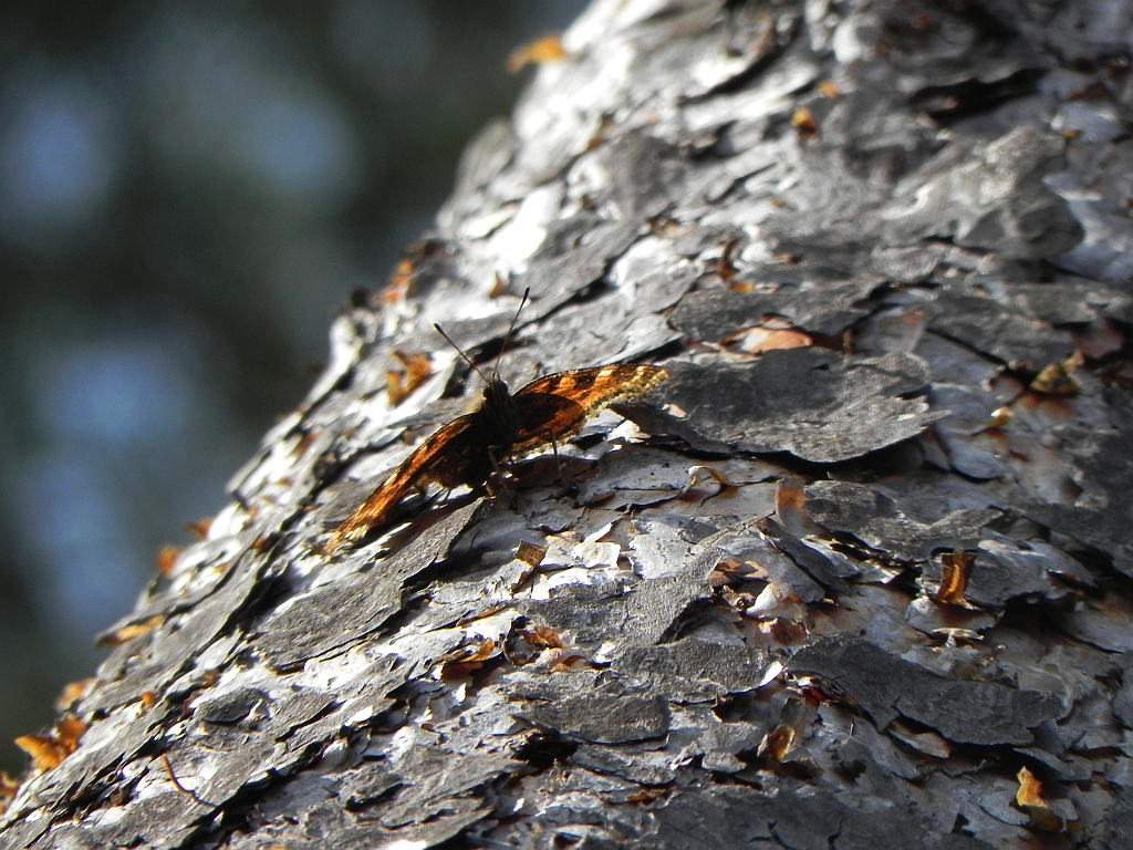 Rusałka drzewoszek (Nymphalis xanthomelas)