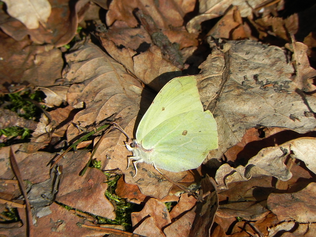 Listkowiec cytrynek (Gonepteryx rhamni)