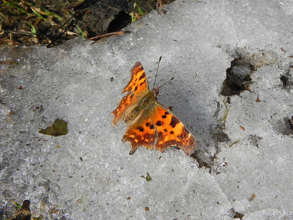Rusałka ceik (Polygonia c-album L.)