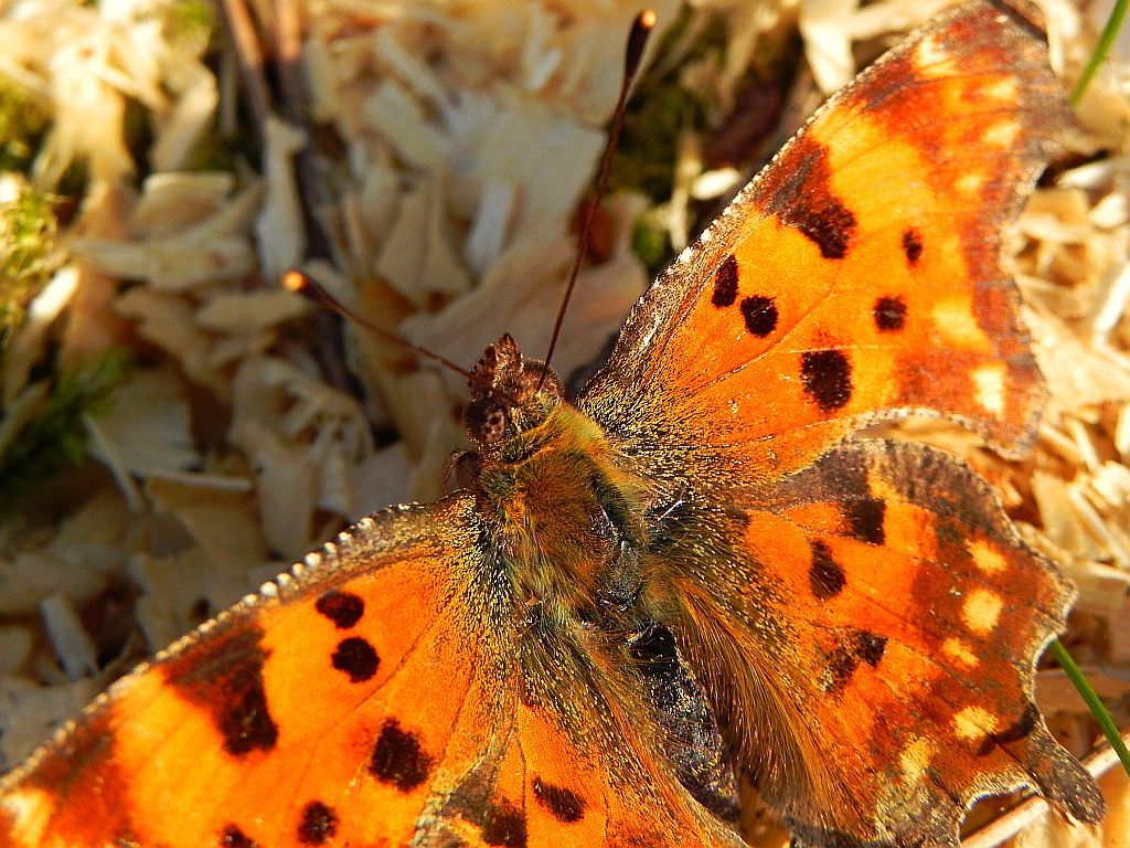 Rusałka ceik (Polygonia c-album L.)