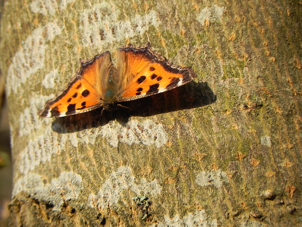 Rusałka drzewoszek (Nymphalis xanthomelas)