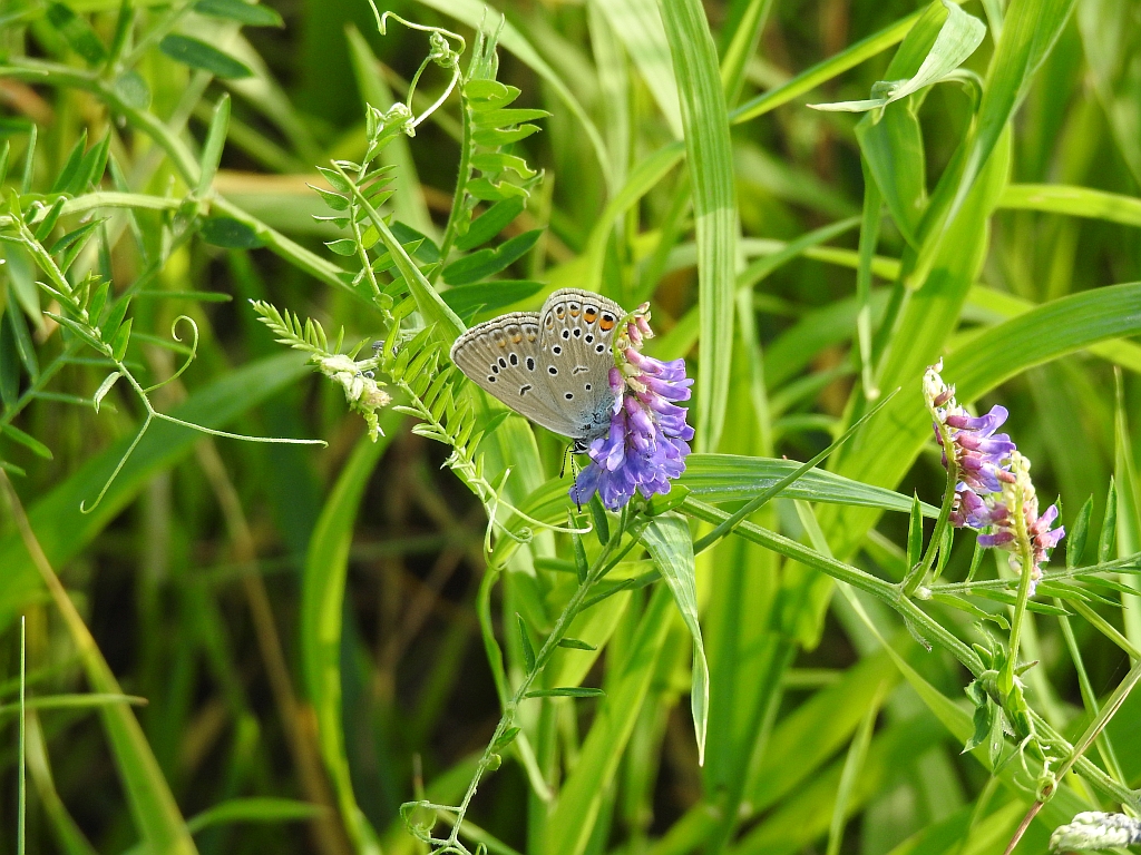 Modraszek argus (Plebeius argus)