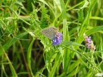 Modraszek argus (Plebeius argus)
