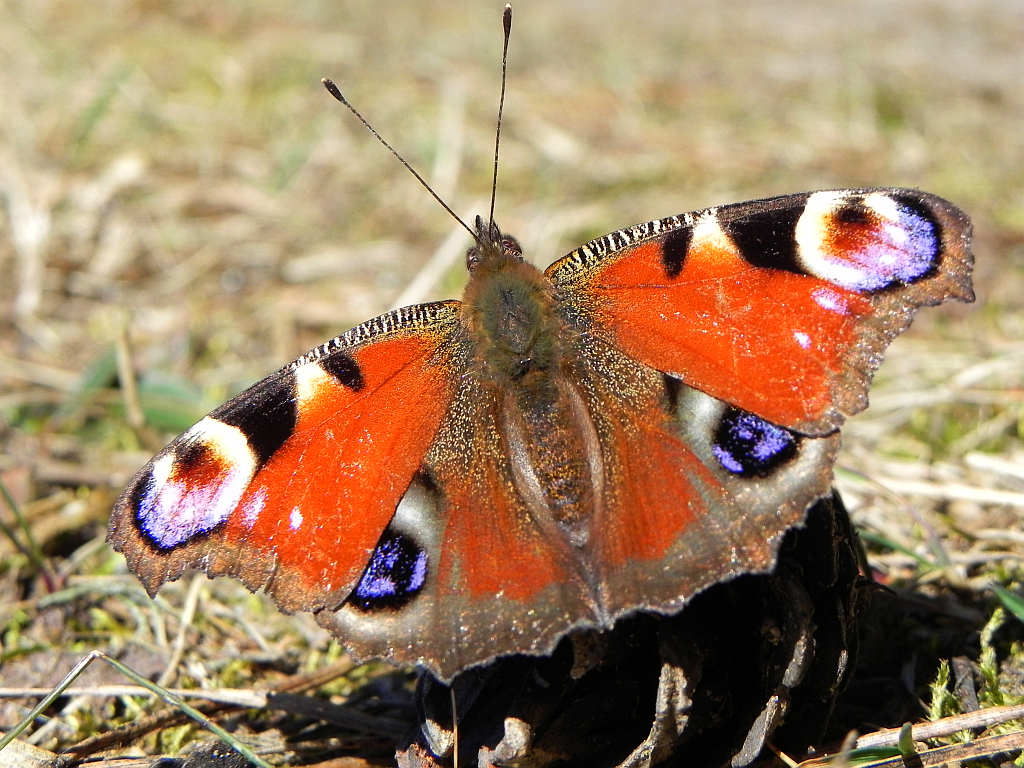 Rusałka pawik (Inachis io)