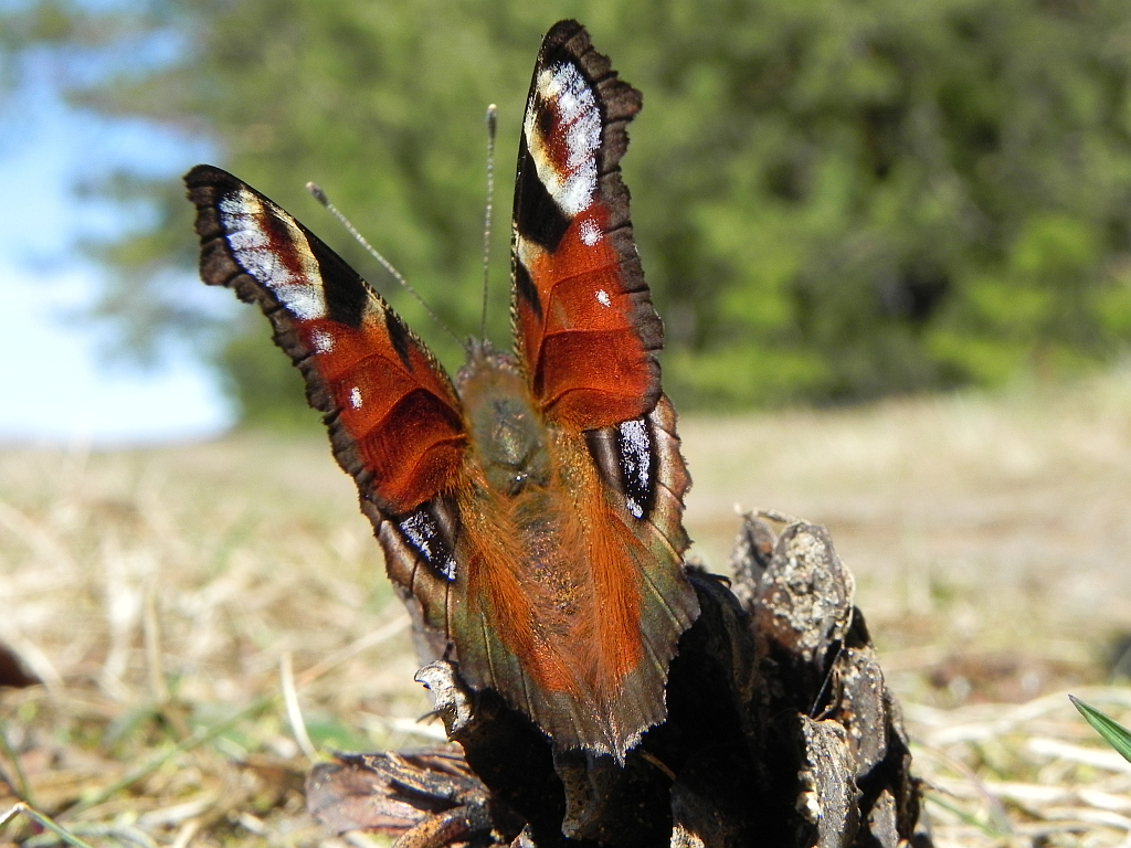 Rusałka pawik (Inachis io)