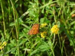 Dostojka adype (Argynnis adippe)