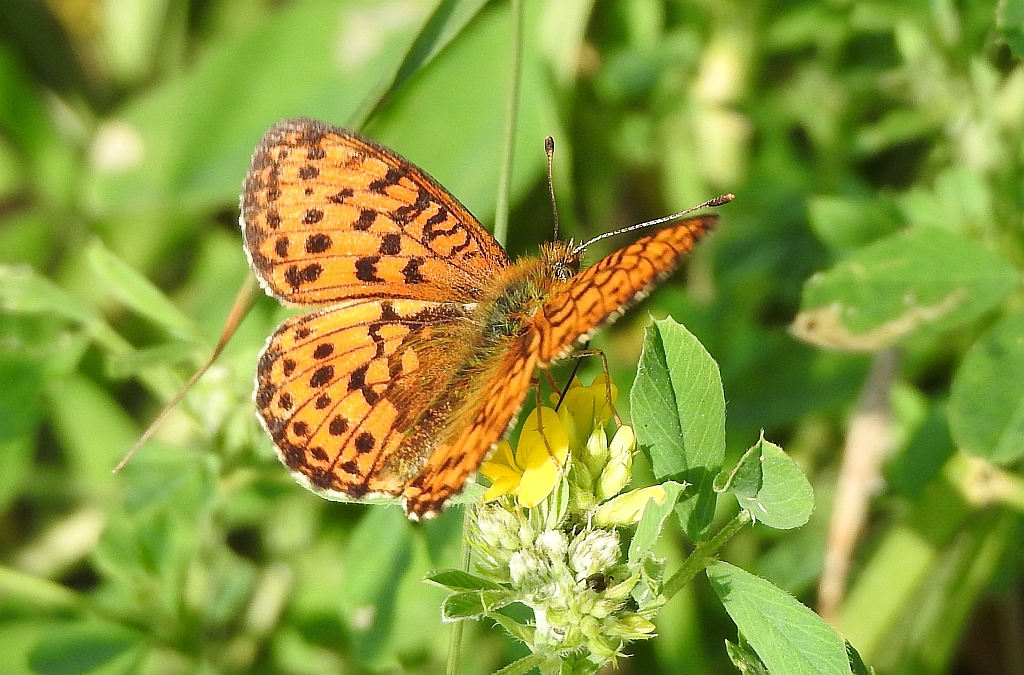 Dostojka adype (Argynnis adippe)