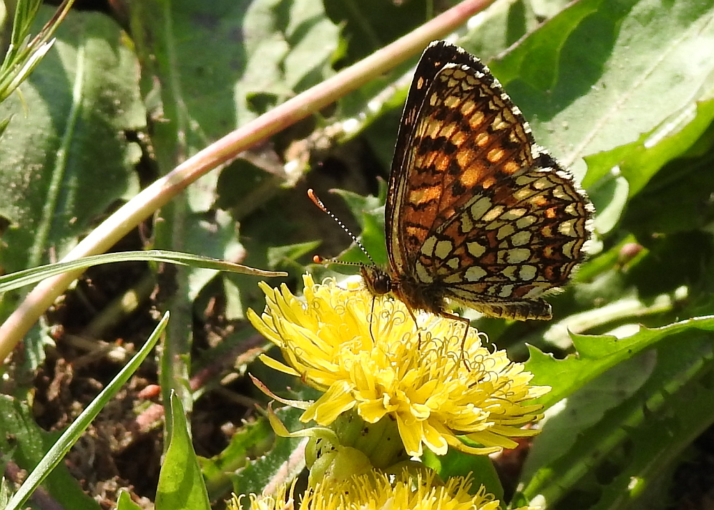 Przeplatka aurelia (Melitaea aurelia)