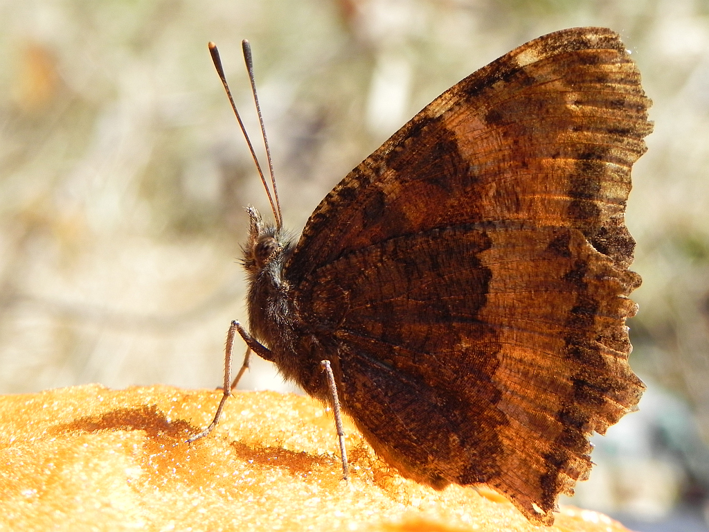 Rusałka drzewoszek (Nymphalis xanthomelas)