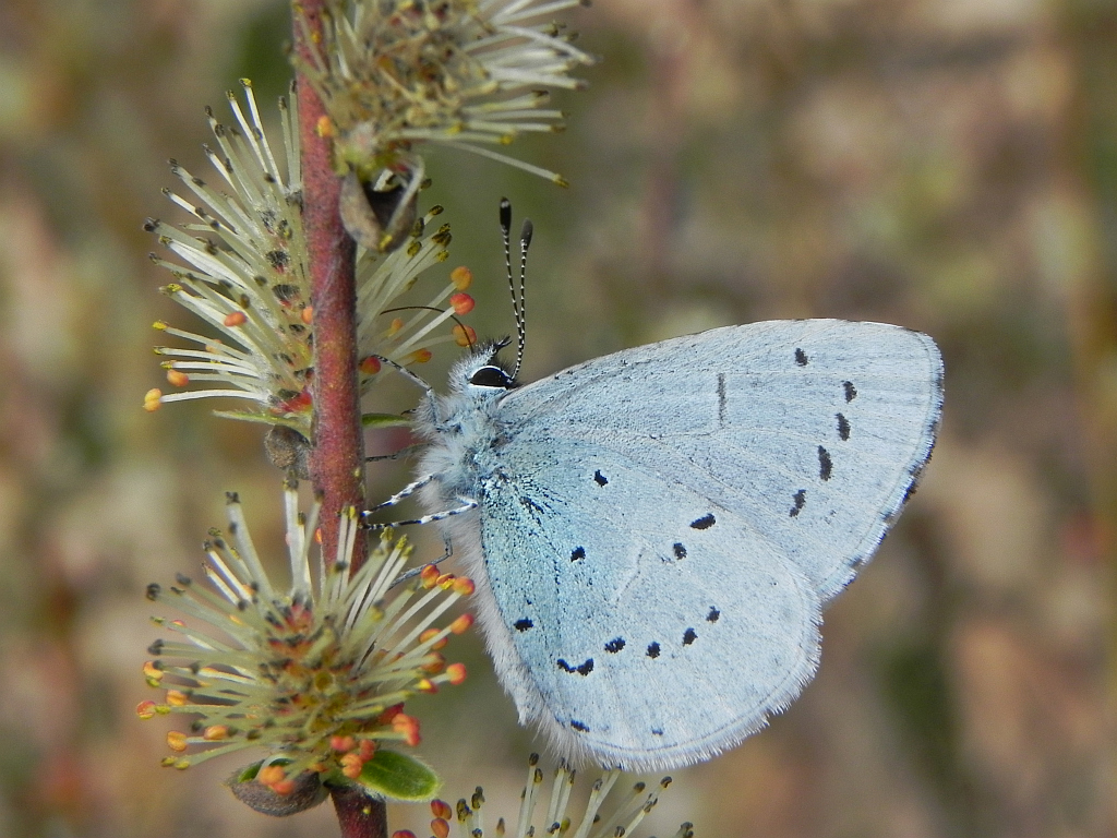 Modraszek wieszczek (Celastrina argiolus)