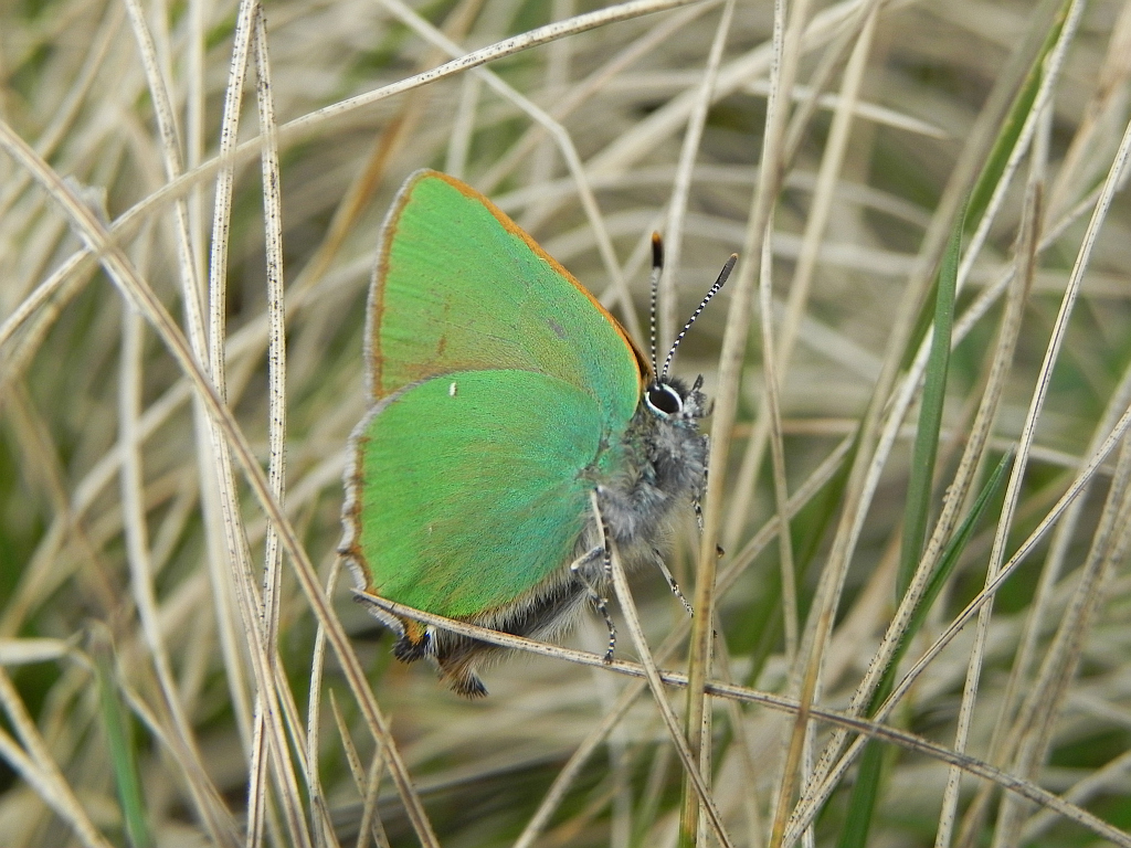 Zieleńczyk ostrężyniec (Callophrys rubi)