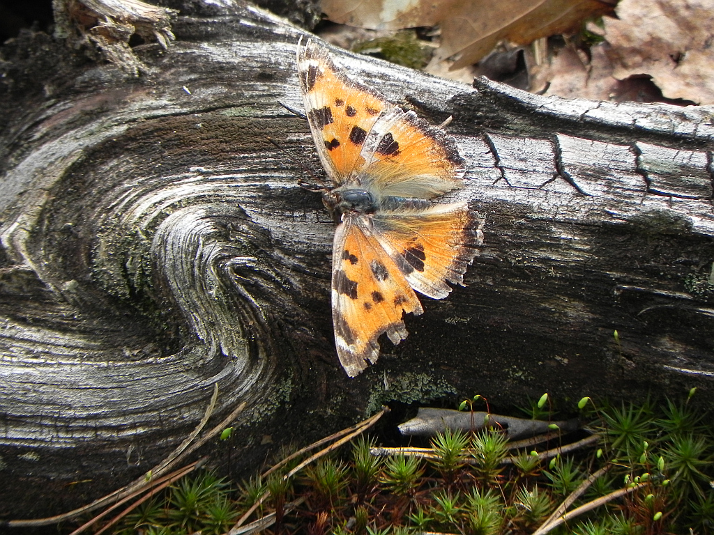 Rusałka drzewoszek (Nymphalis xanthomelas)