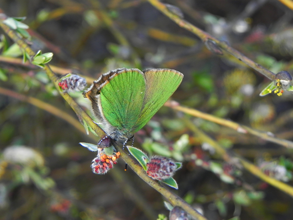 Zieleńczyk ostrężyniec (Callophrys rubi)