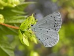 Modraszek wieszczek (Celastrina argiolus)