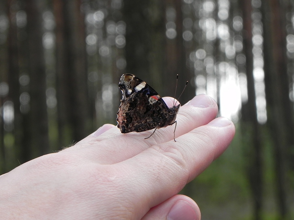 Rusałka admirał (Vanessa atalanta)