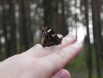 Rusałka admirał (Vanessa atalanta)