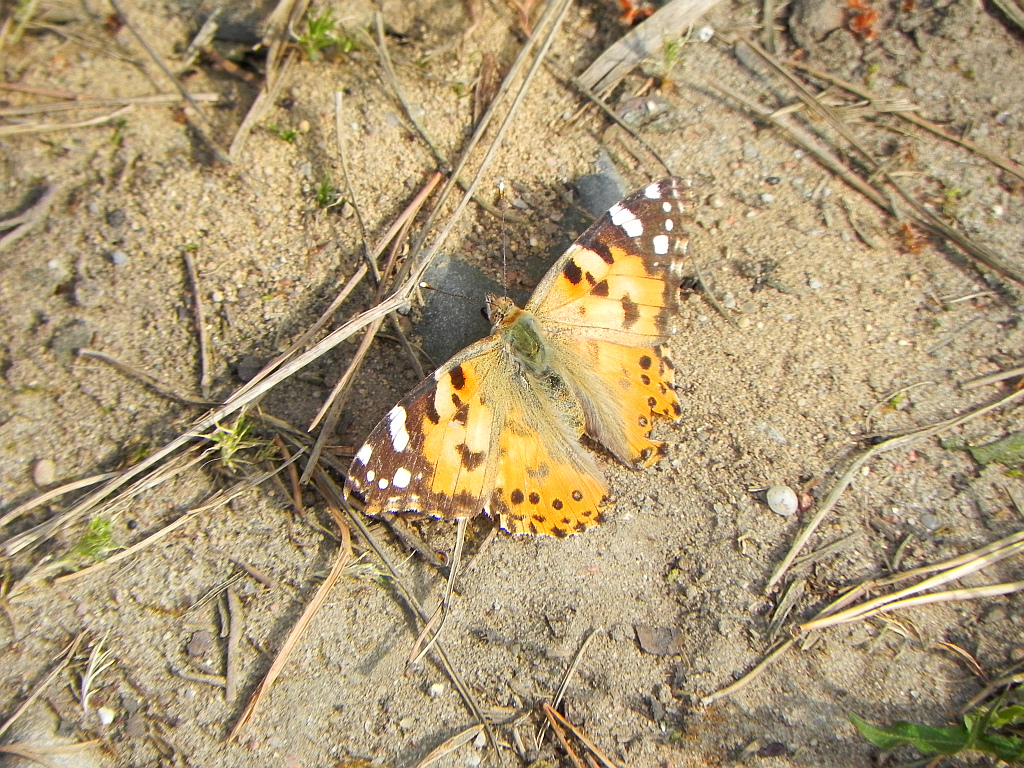 Rusałka osetnik (Vanessa cardui, syn. Cynthia cardui)