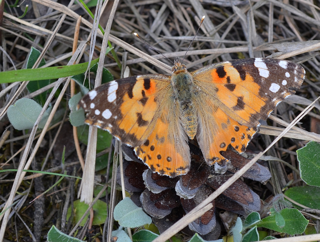 Rusałka osetnik (Vanessa cardui, syn. Cynthia cardui)