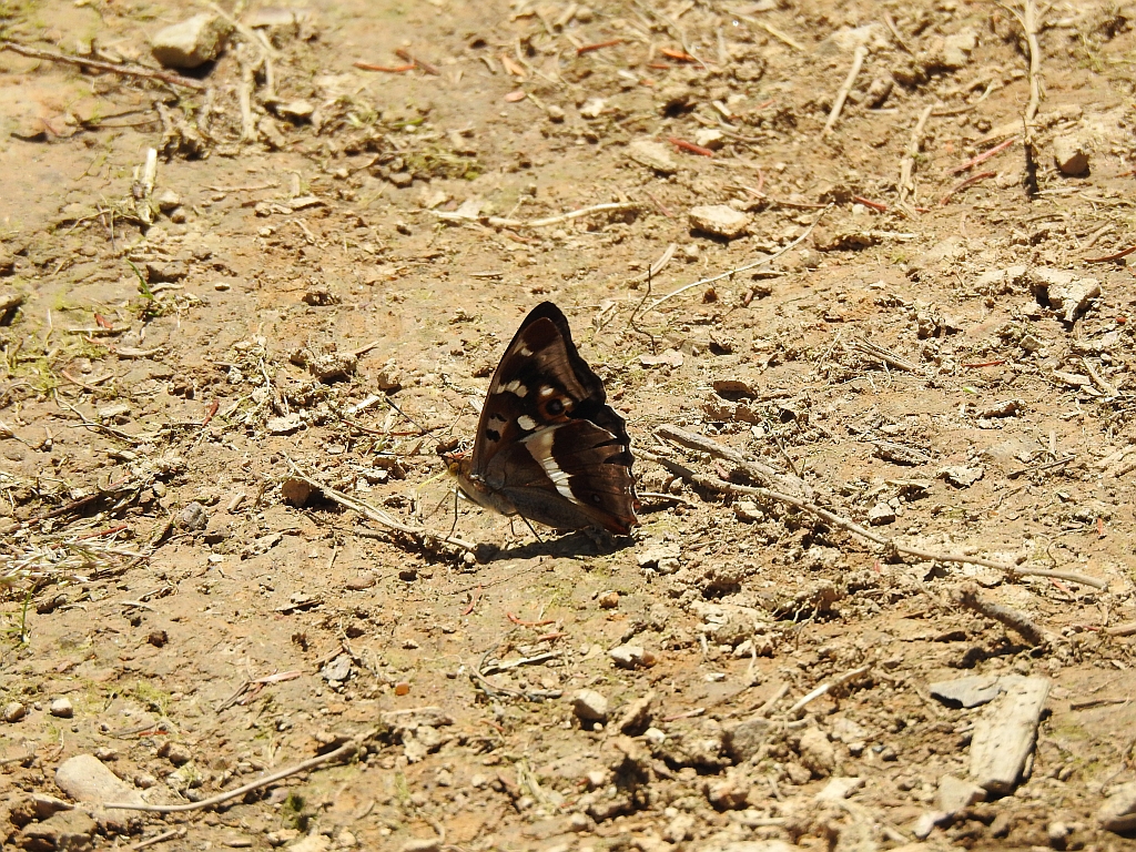 Mieniak tęczowiec (Apatura iris)