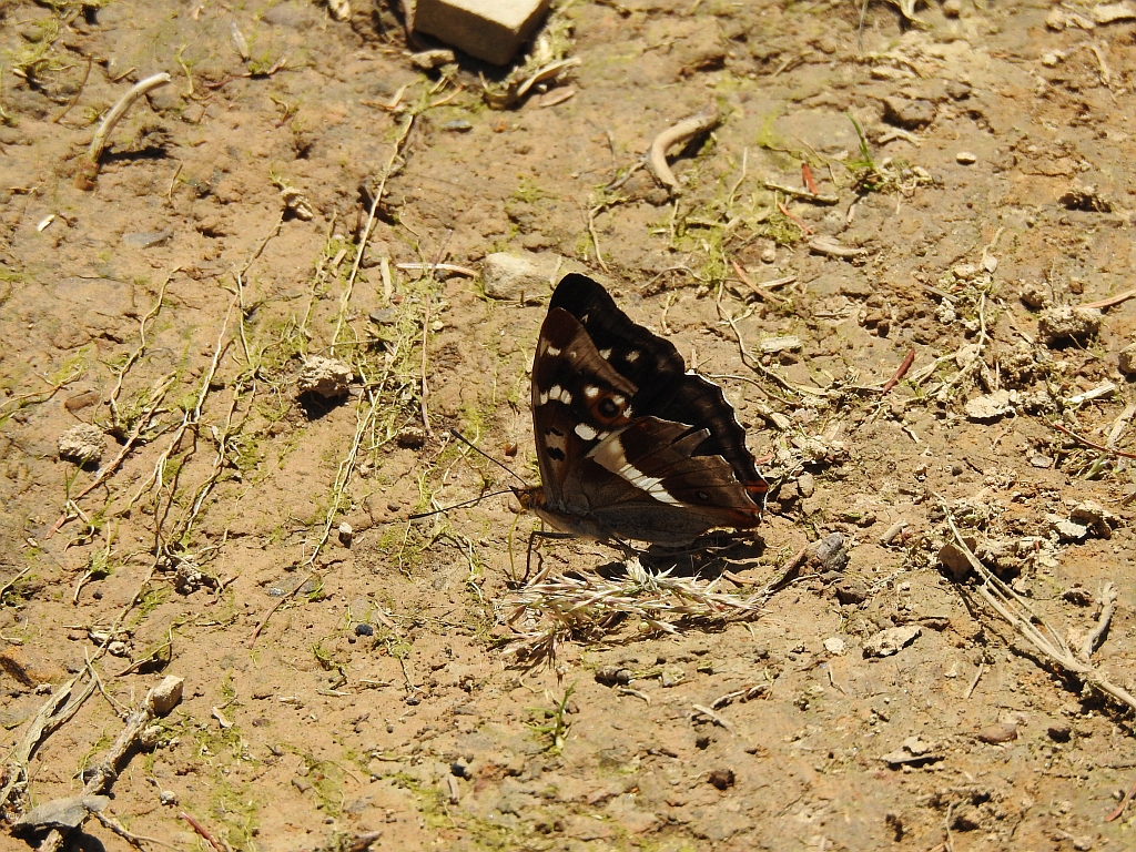 Mieniak tęczowiec (Apatura iris)