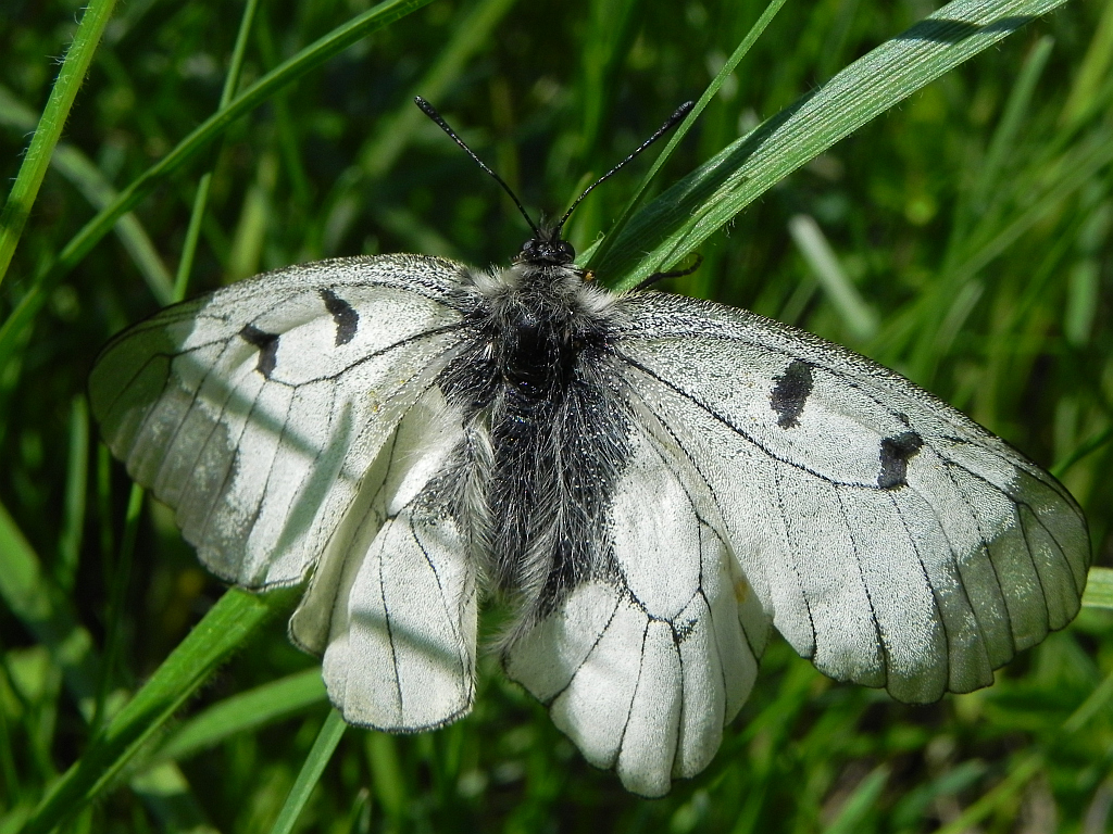 Niepylak mnemozyna (Parnassius mnemosyne)