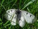 Niepylak mnemozyna (Parnassius mnemosyne)