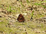 Górówka euriala (Erebia euryale)
