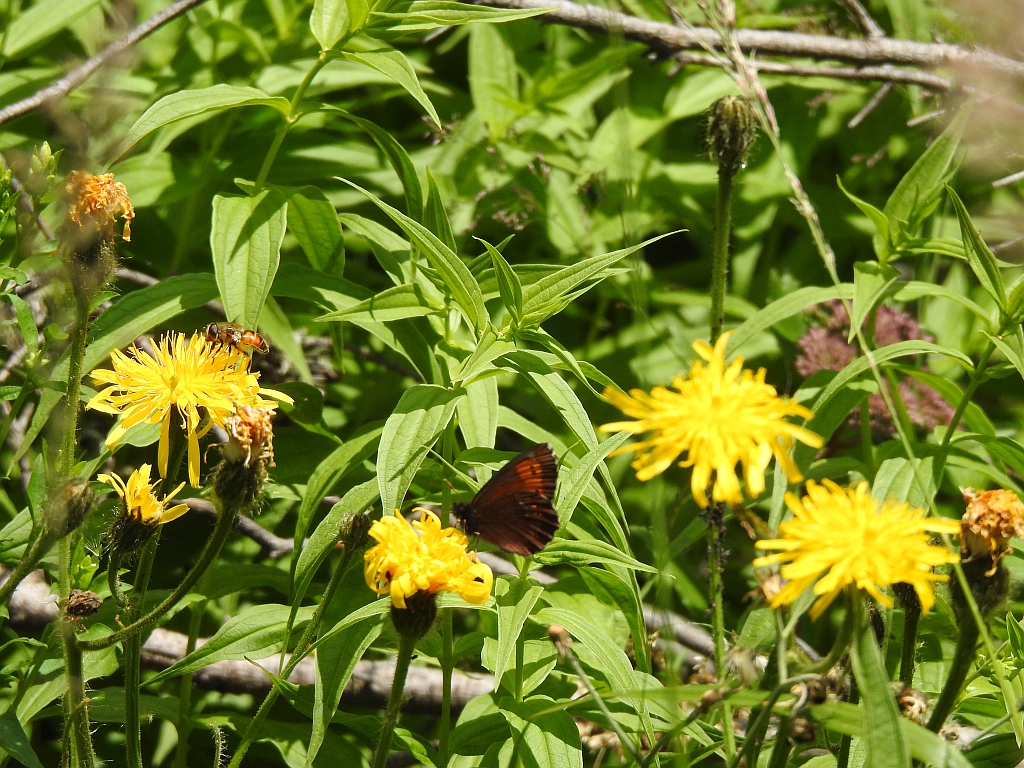 Górówka euriala (Erebia euryale)