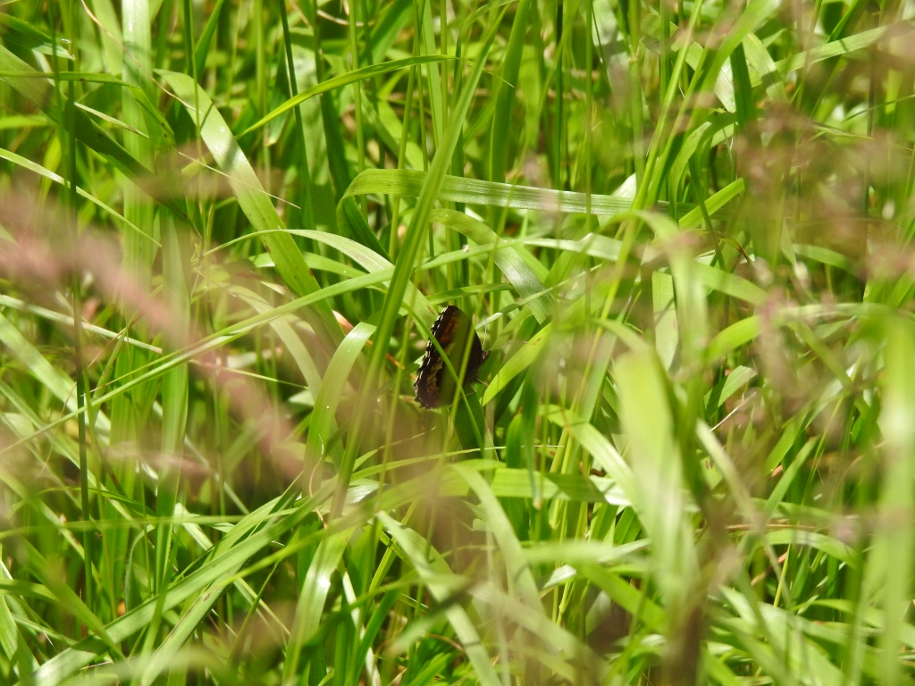 Górówka euriala (Erebia euryale)