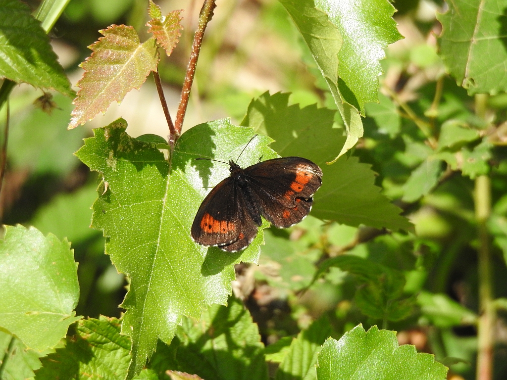Górówka euriala (Erebia euryale)