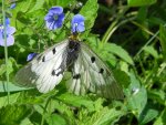 Niepylak mnemozyna (Parnassius mnemosyne)