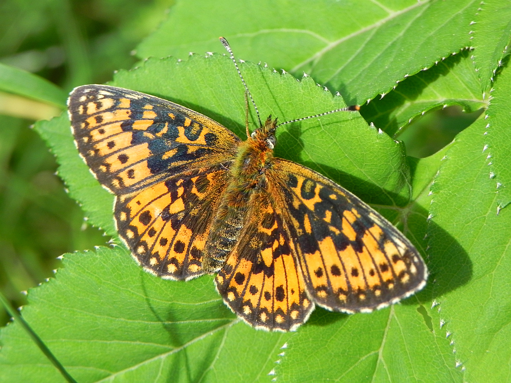 Dostojka selene (Boloria selene)