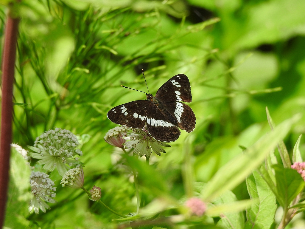 Pokłonnik kamilla, pokłonnik wróż (Limenitis camilla)