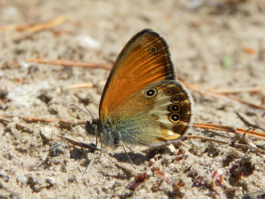 Strzępotek perełkowiec (Coenonympha arcania)