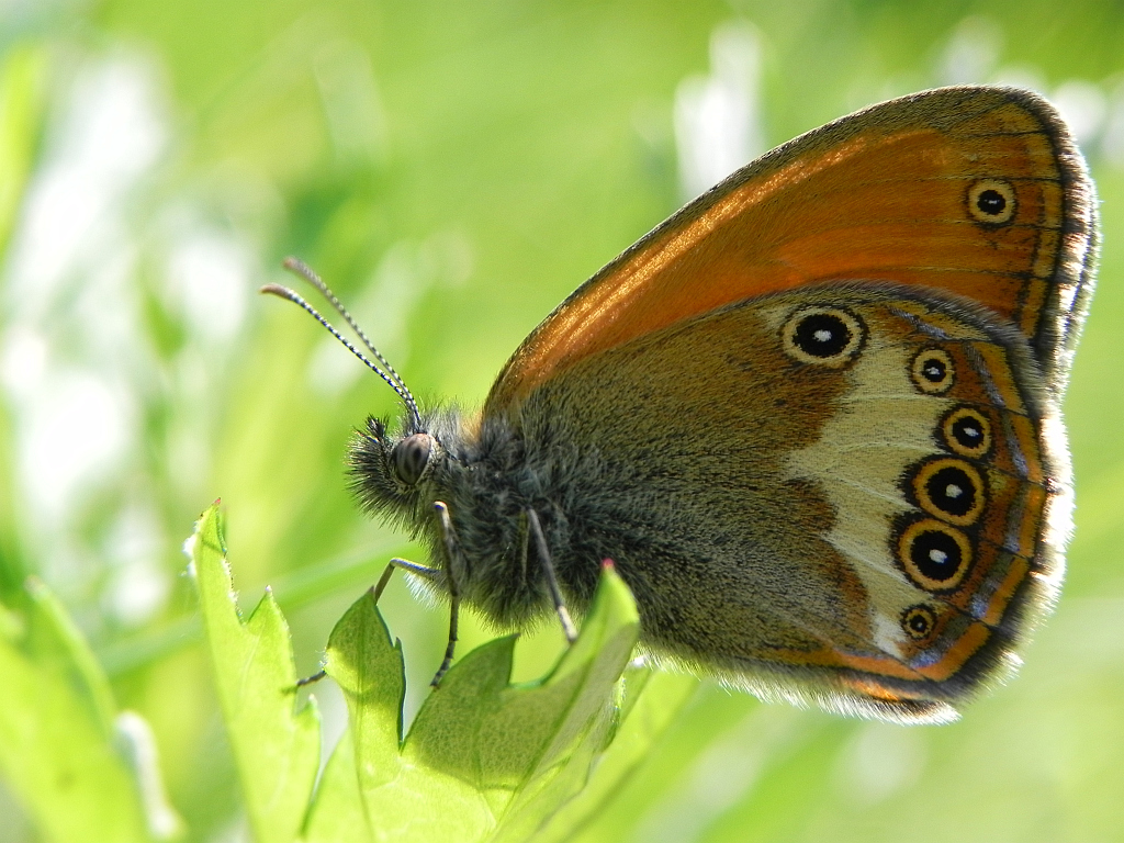 Strzępotek perełkowiec (Coenonympha arcania)