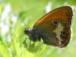 Strzępotek perełkowiec (Coenonympha arcania)