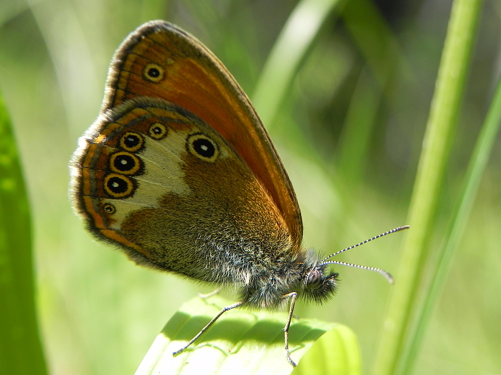 Strzępotek perełkowiec (Coenonympha arcania)
