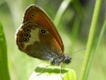 Strzępotek perełkowiec (Coenonympha arcania)