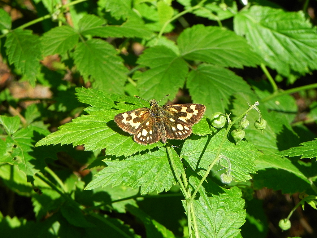 Kosternik palemon ( Carterocephalus palaemon)