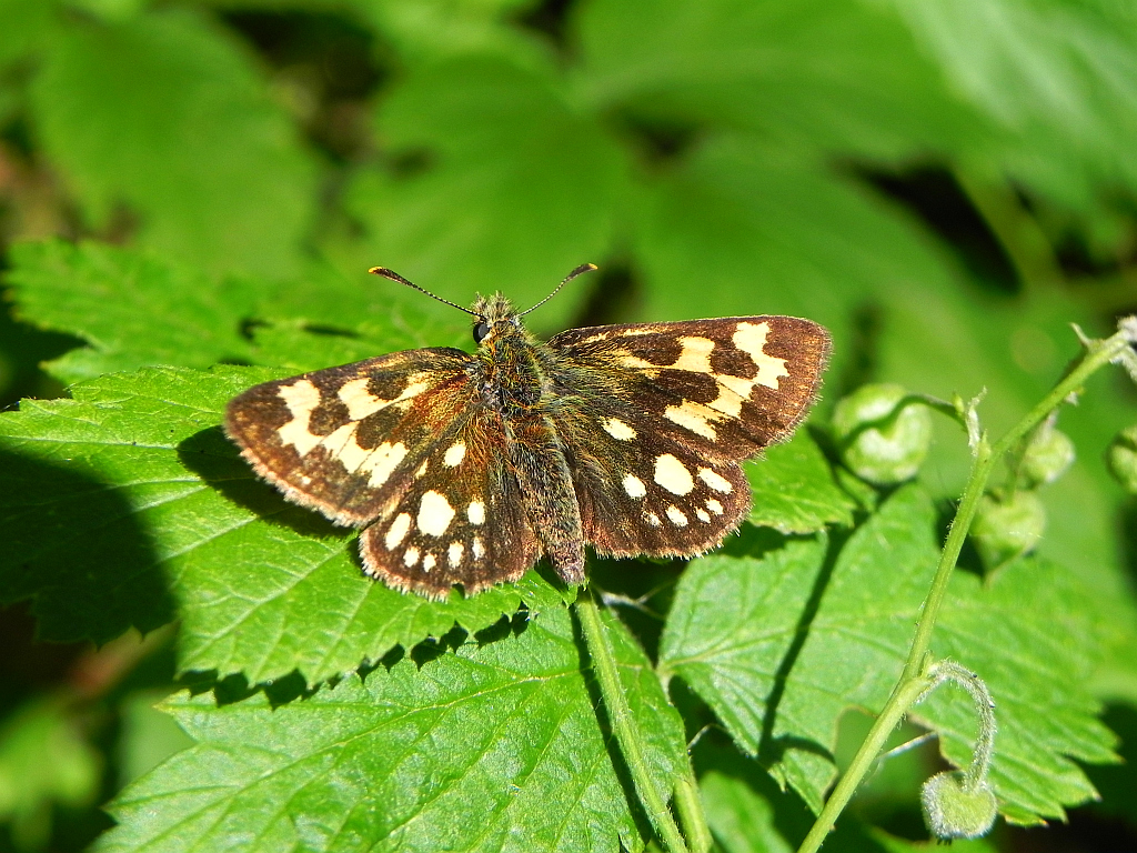 Kosternik palemon ( Carterocephalus palaemon)