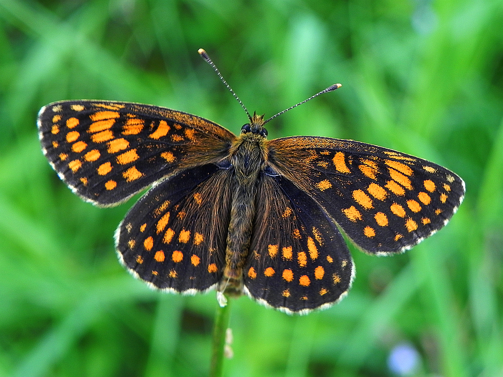 Przeplatka atalia (Melitaea athalia)