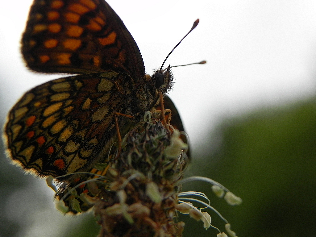 Przeplatka atalia (Melitaea athalia)