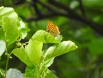 Dostojka malinowiec, perłowiec malinowiec (Argynnis paphia)