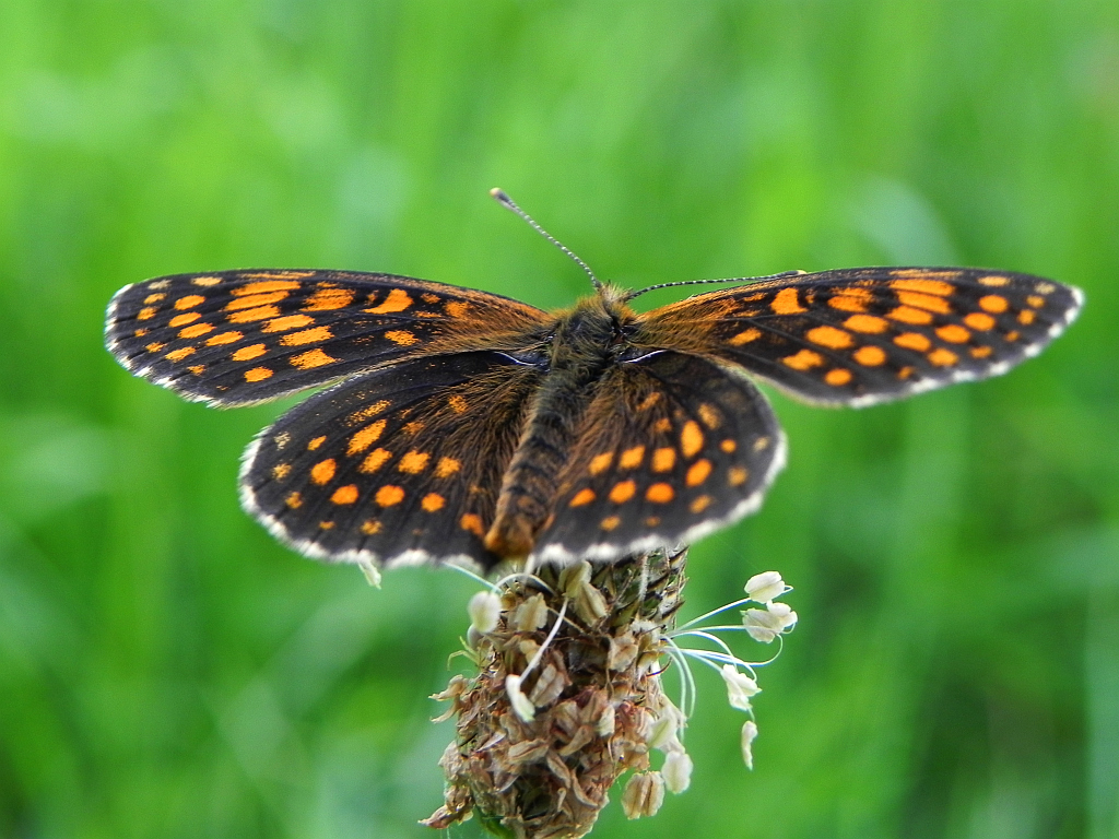Przeplatka atalia (Melitaea athalia)