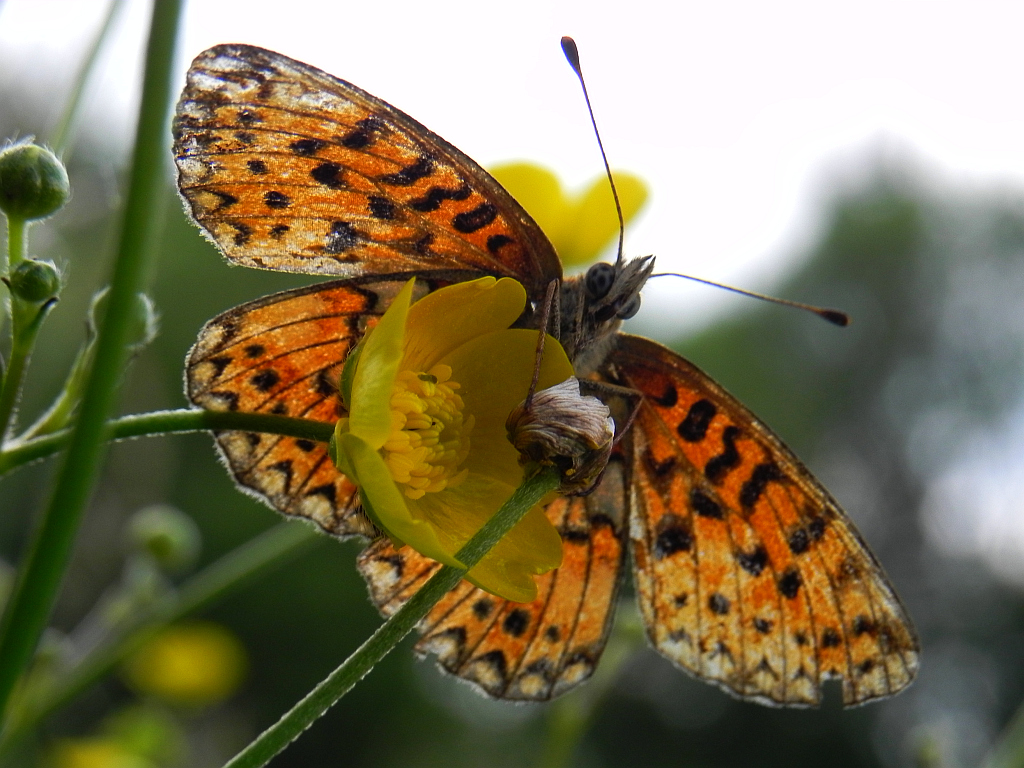 Dostojka selene (Boloria selene)
