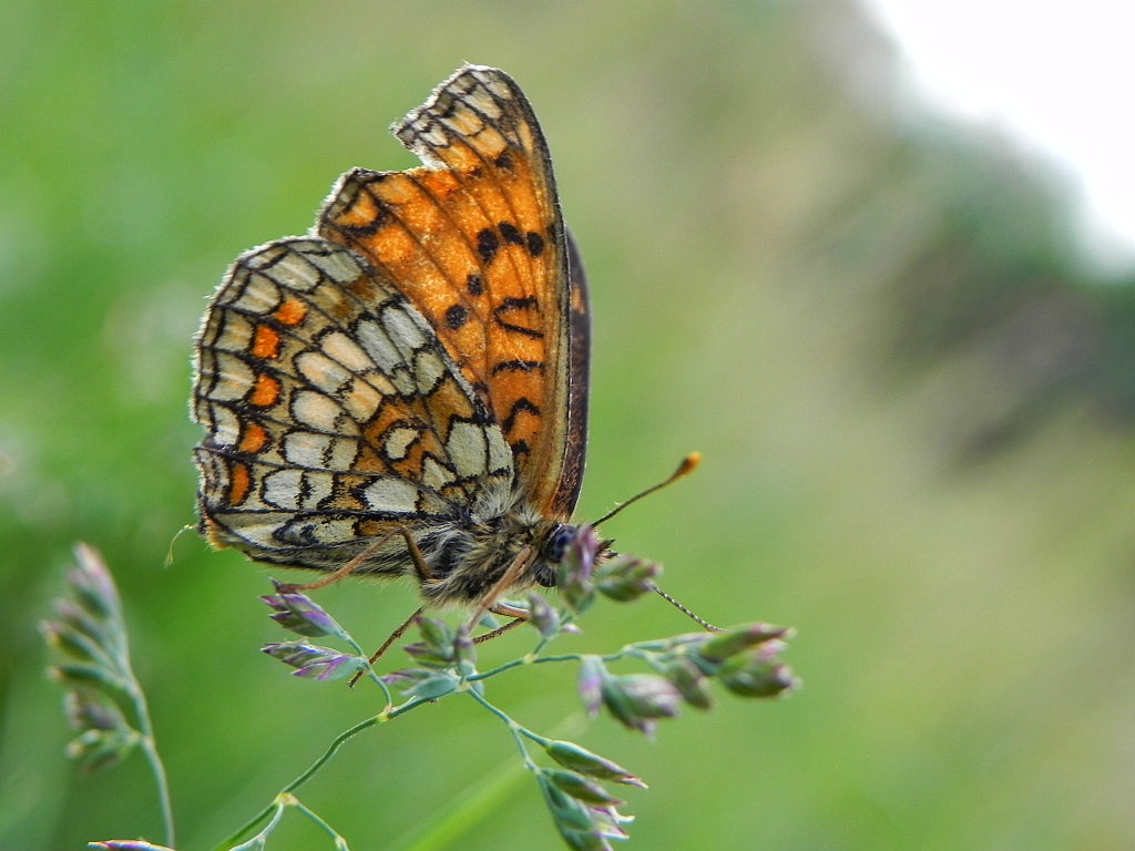 Przeplatka atalia (Melitaea athalia)