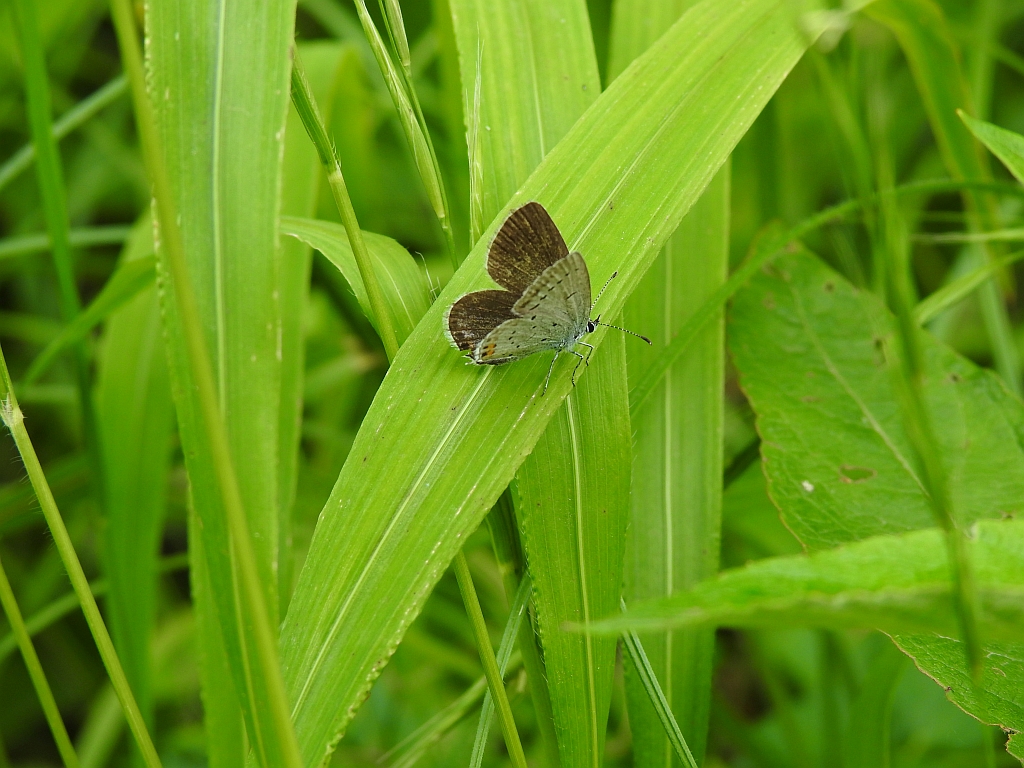 Modraszek argiades (Cupido argiades)