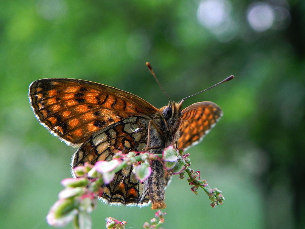 Przeplatka atalia (Melitaea athalia)